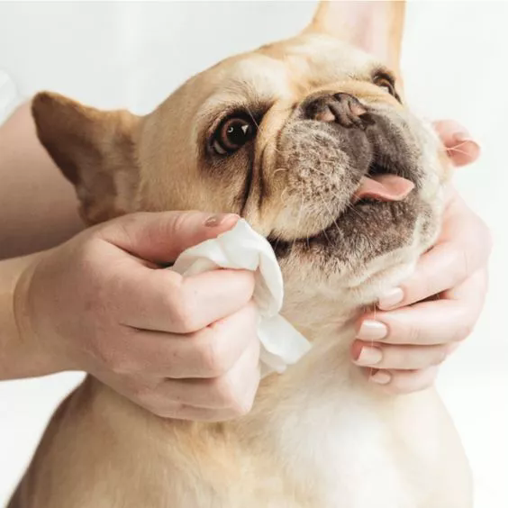 Pet Wipes til rejser: Det must-have-element til på farten kæledyrspleje